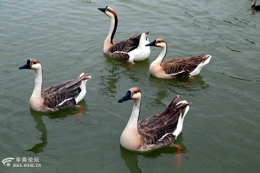 紫蒲生湿岸青鸭戏新波组图