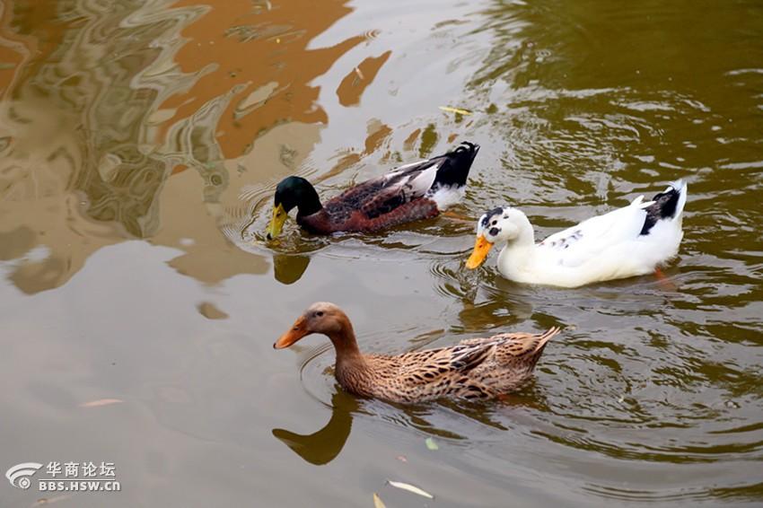 紫蒲生湿岸青鸭戏新波组图
