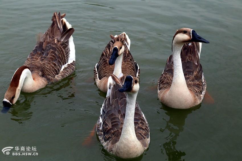 紫蒲生湿岸青鸭戏新波