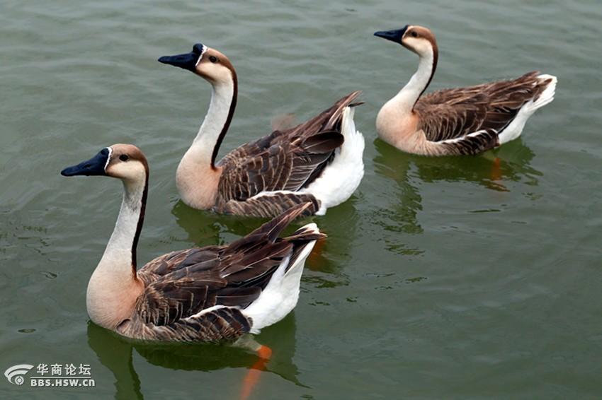 紫蒲生湿岸青鸭戏新波组图