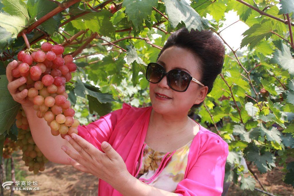 健康农产品陕西行走进高陵葡萄姐姐庄园