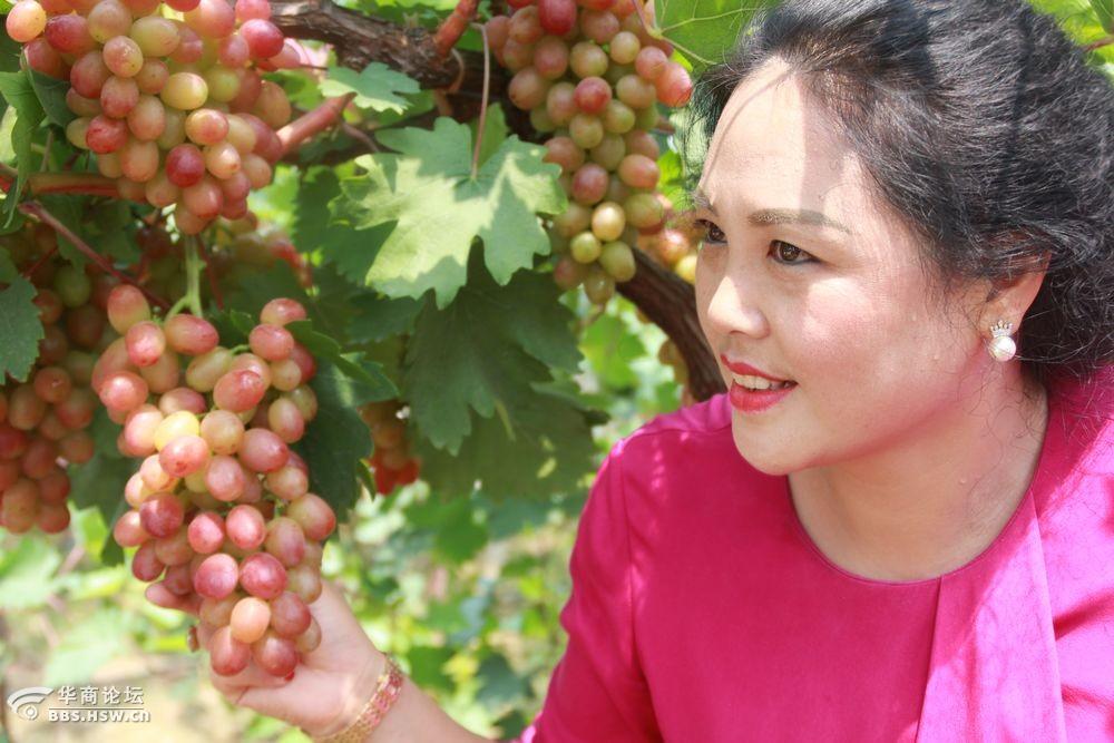健康农产品陕西行走进高陵葡萄姐姐庄园