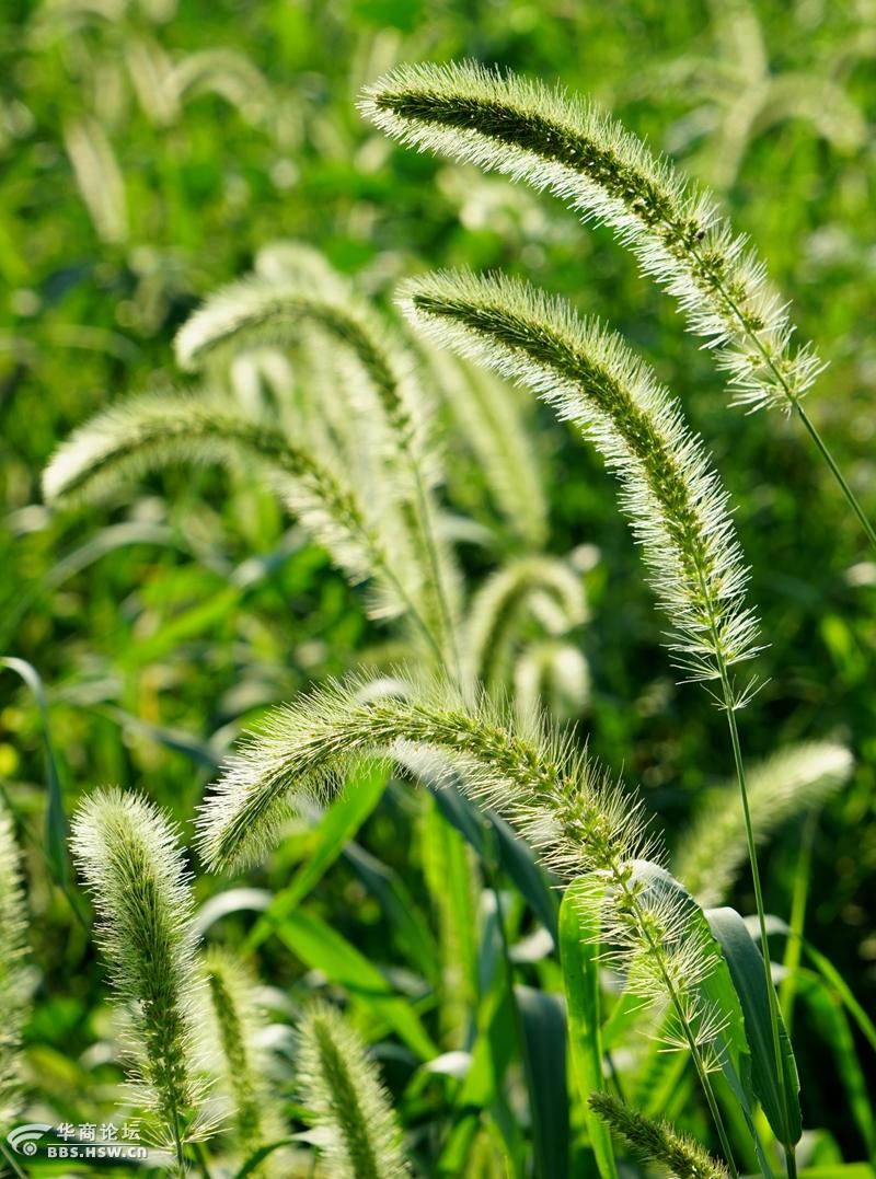 小河沟的毛毛草