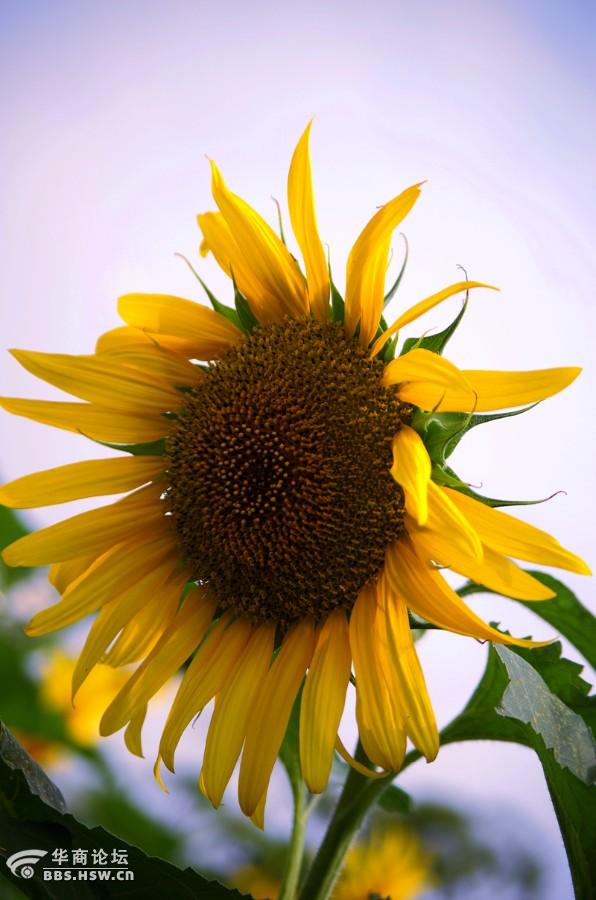 花儿朵朵向阳开