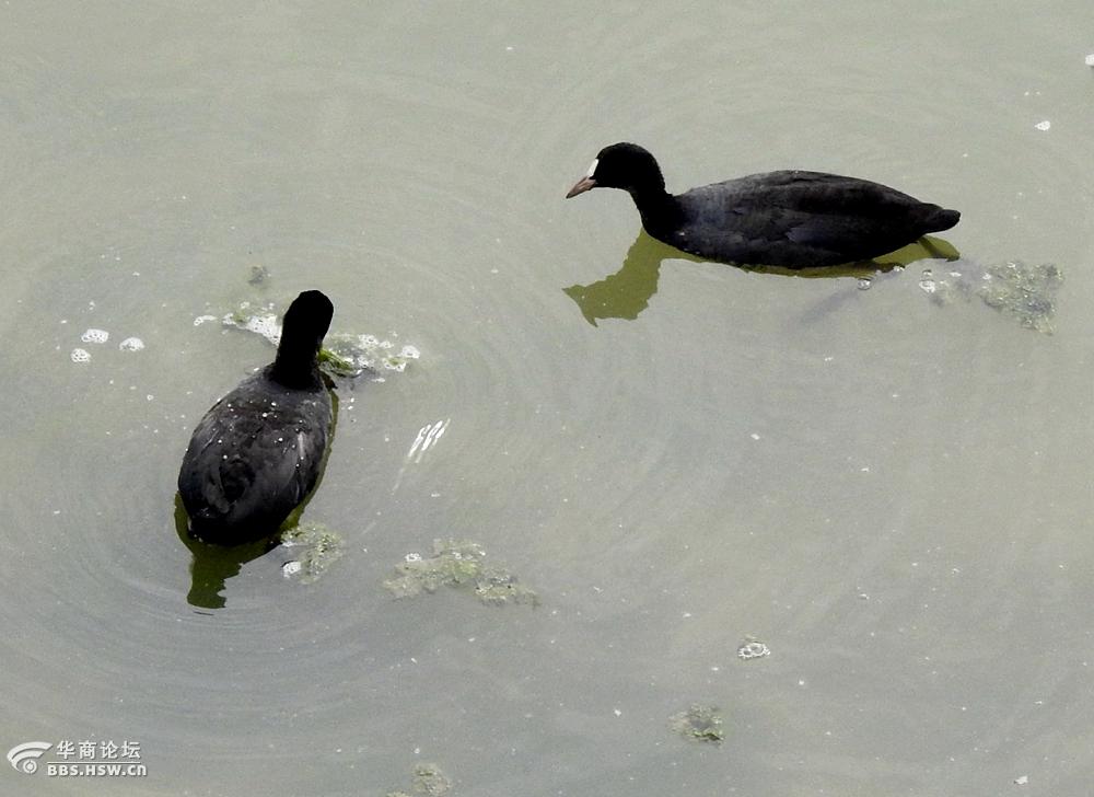 河塘抓拍野水鸦