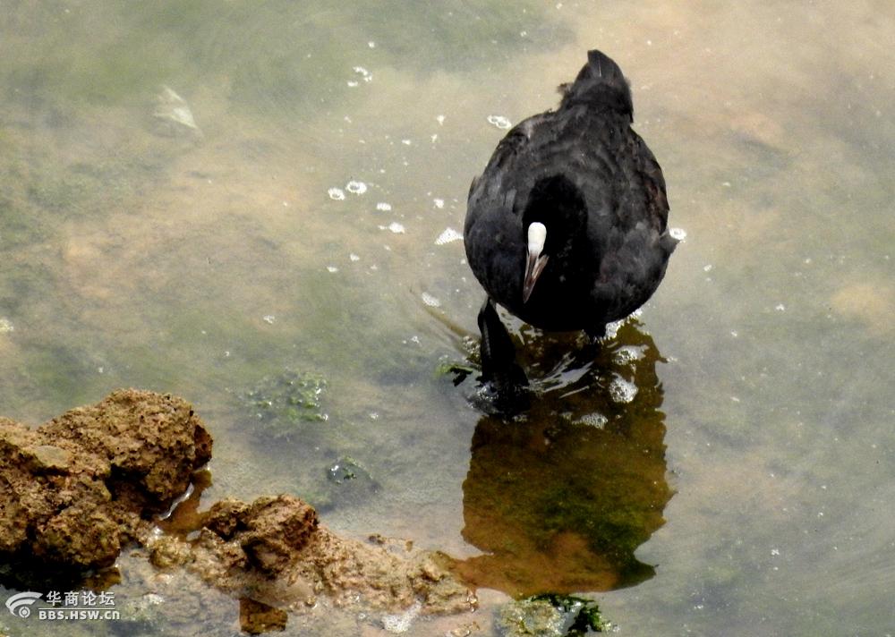河塘抓拍野水鸦