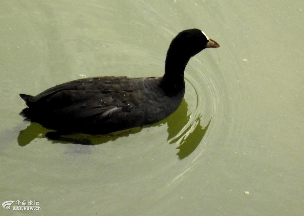河塘抓拍野水鸦