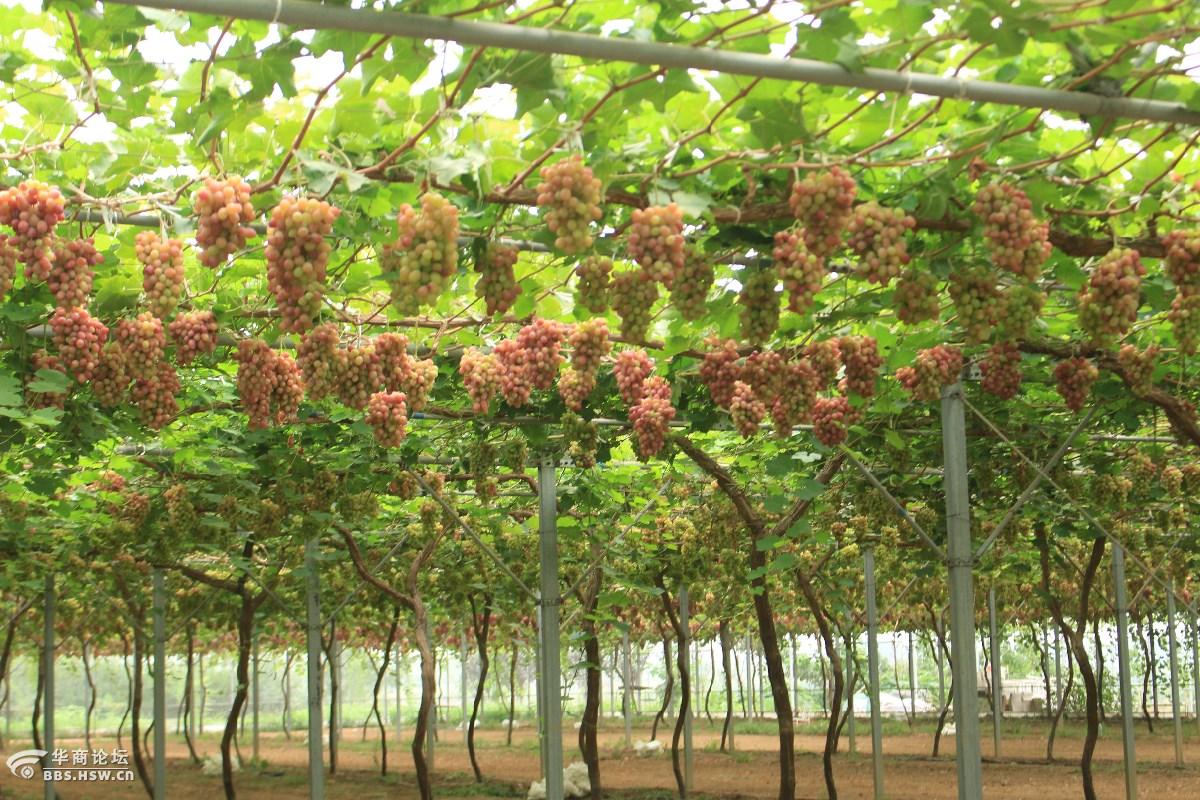 白鹿原葡萄主题公园随手拍