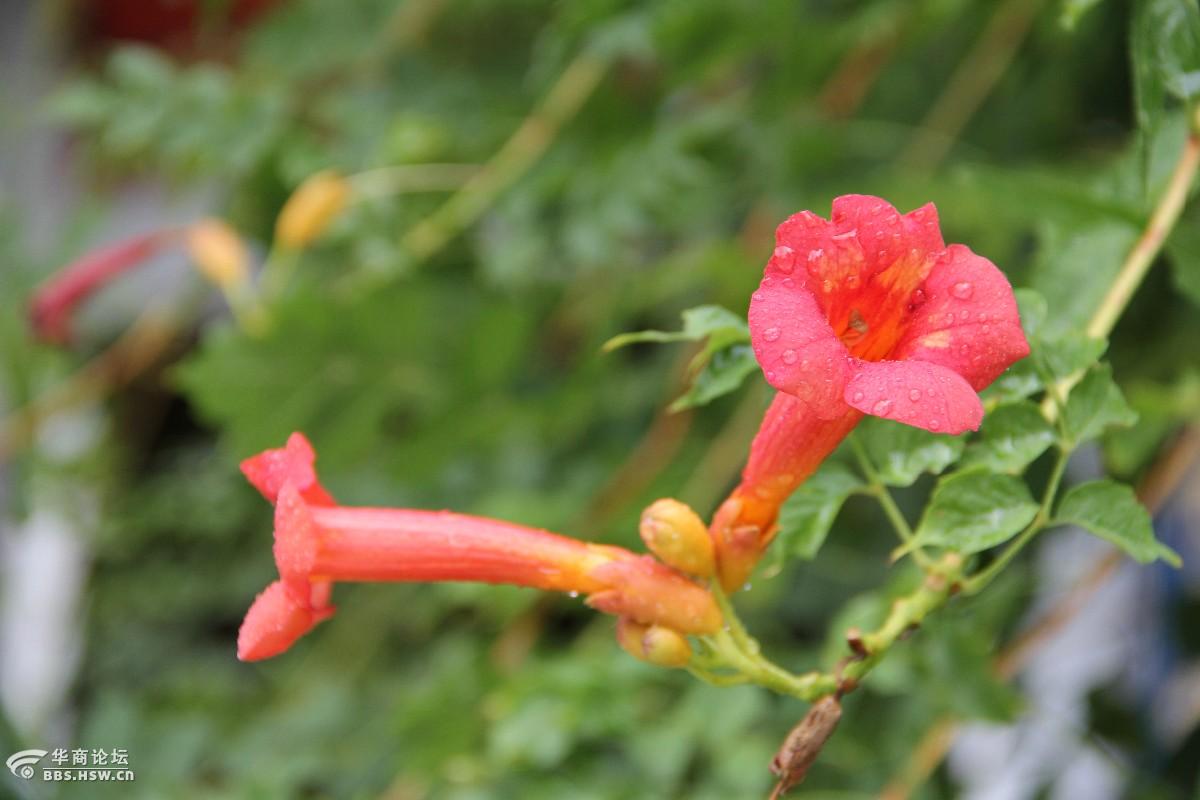 南观音寺的糯米搅团