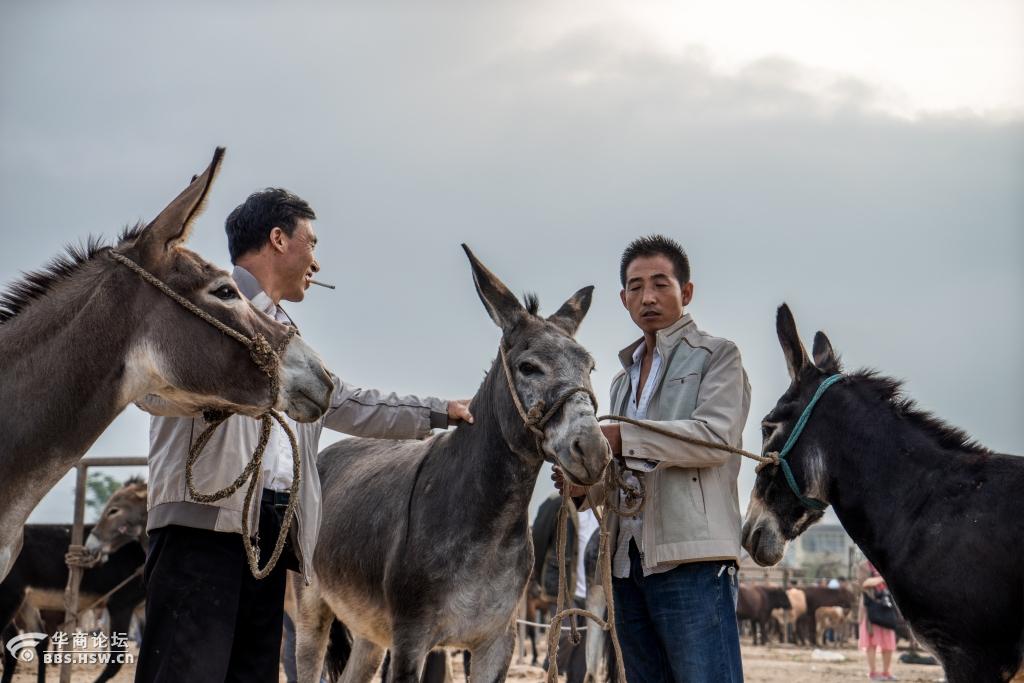 甘肃礼县盐官镇骡马市场