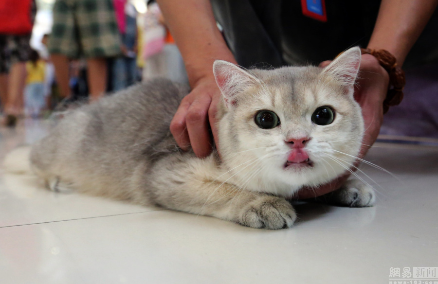 图为国际宠物猫博览会现场.视觉中国供图,谢绝转载