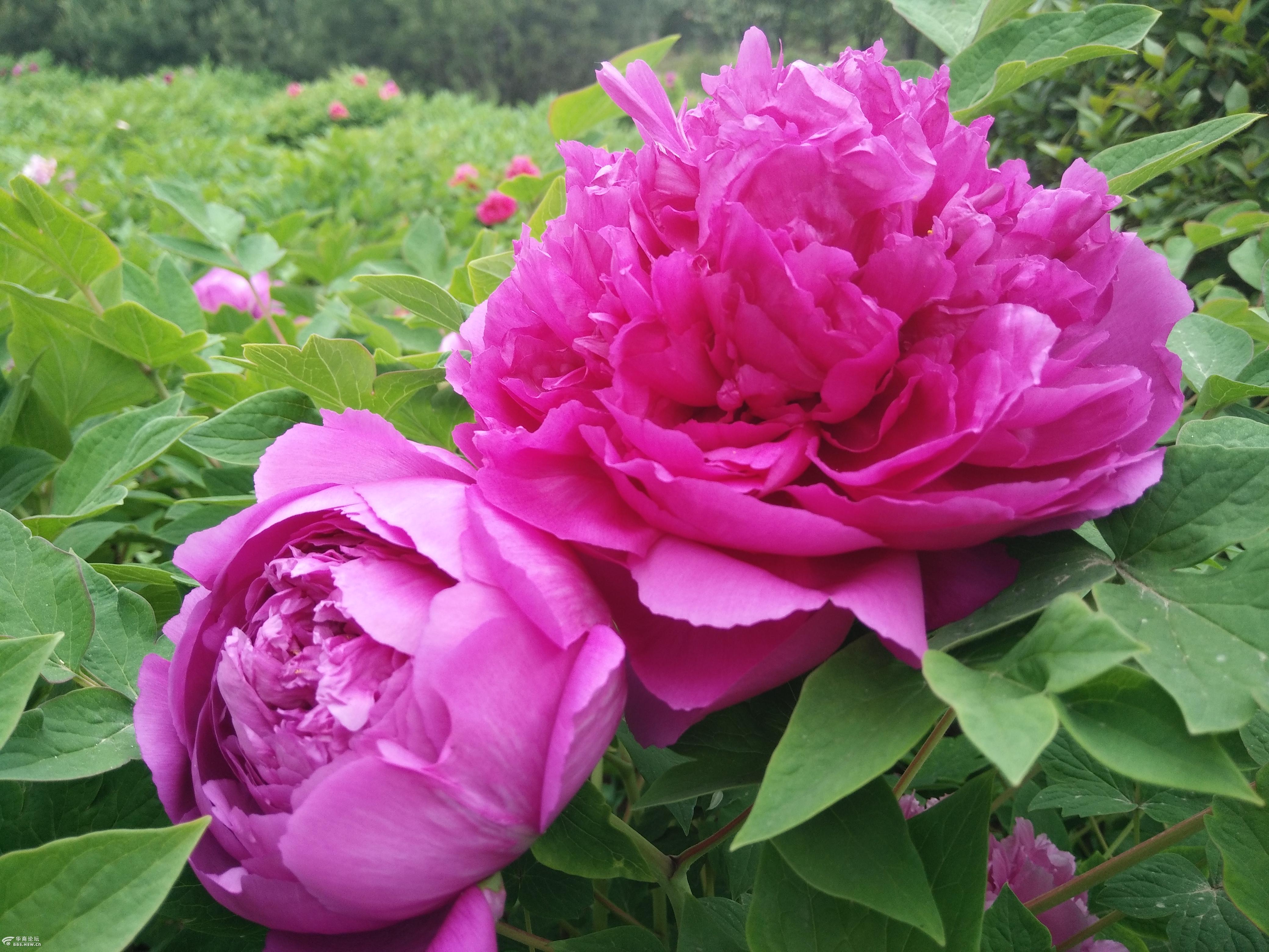 洛阳牡丹花