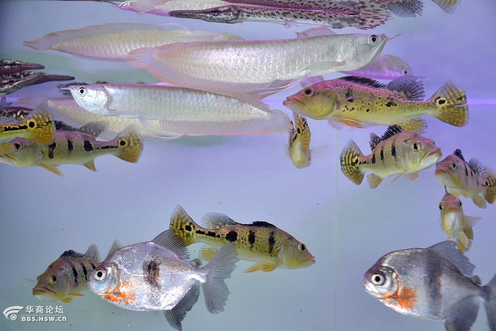 主题:【随拍】大明宫花卉市场里的观赏鱼