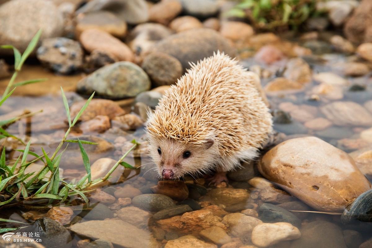 河边饮水的刺猬