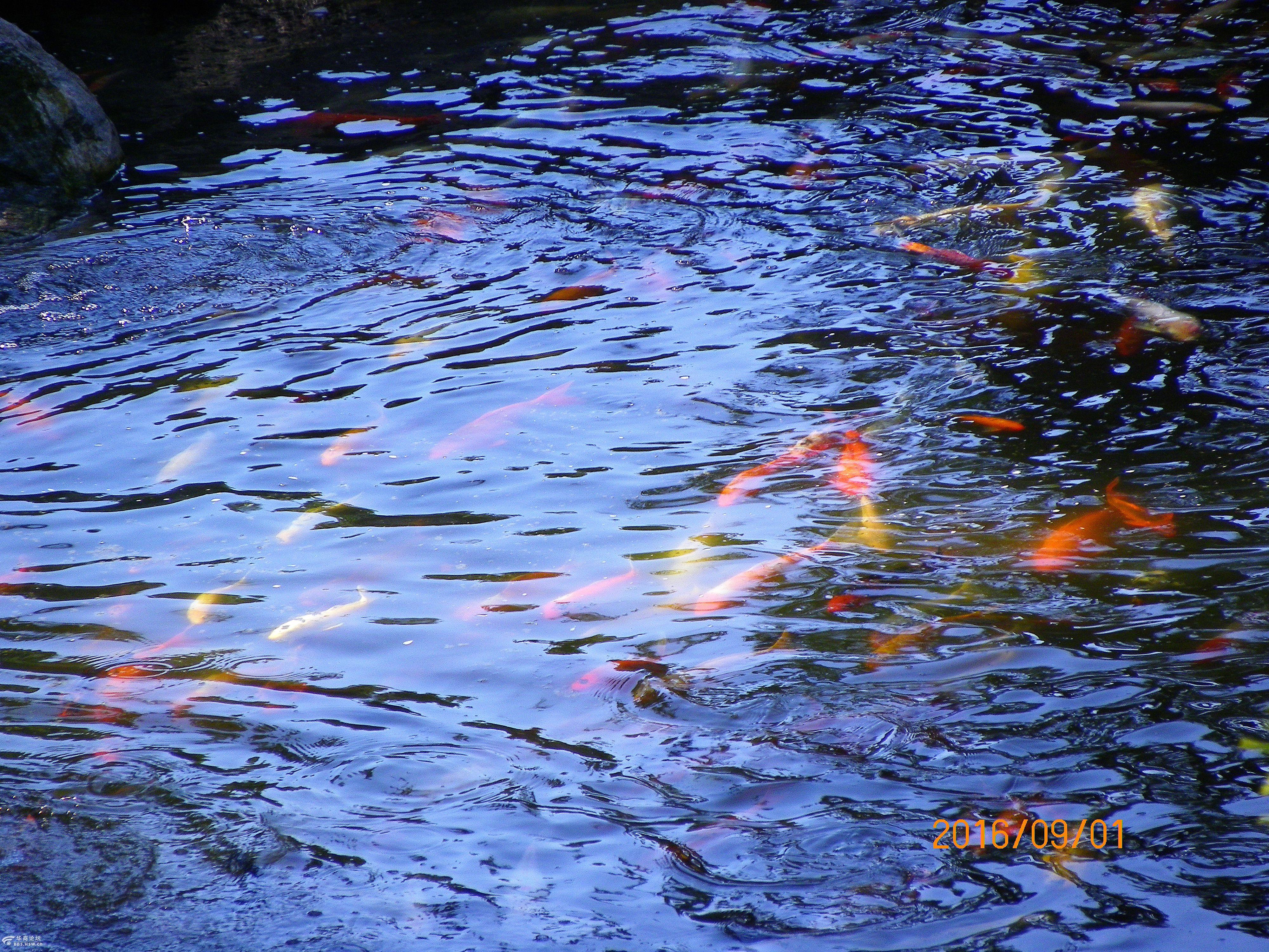 蓝天白云景美鱼欢游唐苑