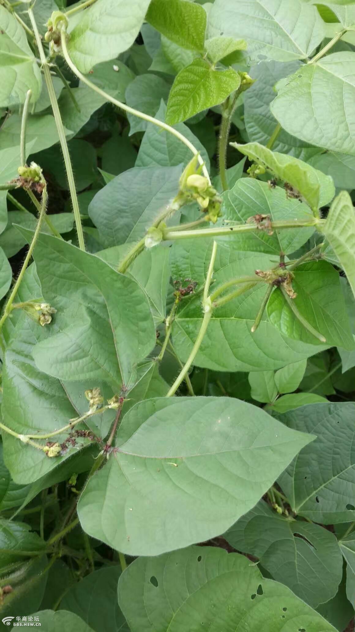 我种的绿豆长了好多大青虫了