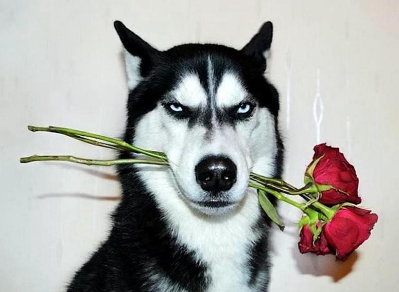 哈士奇成网红治好主人抑郁症