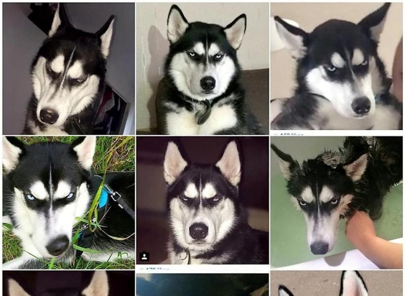 哈士奇成网红治好主人抑郁症