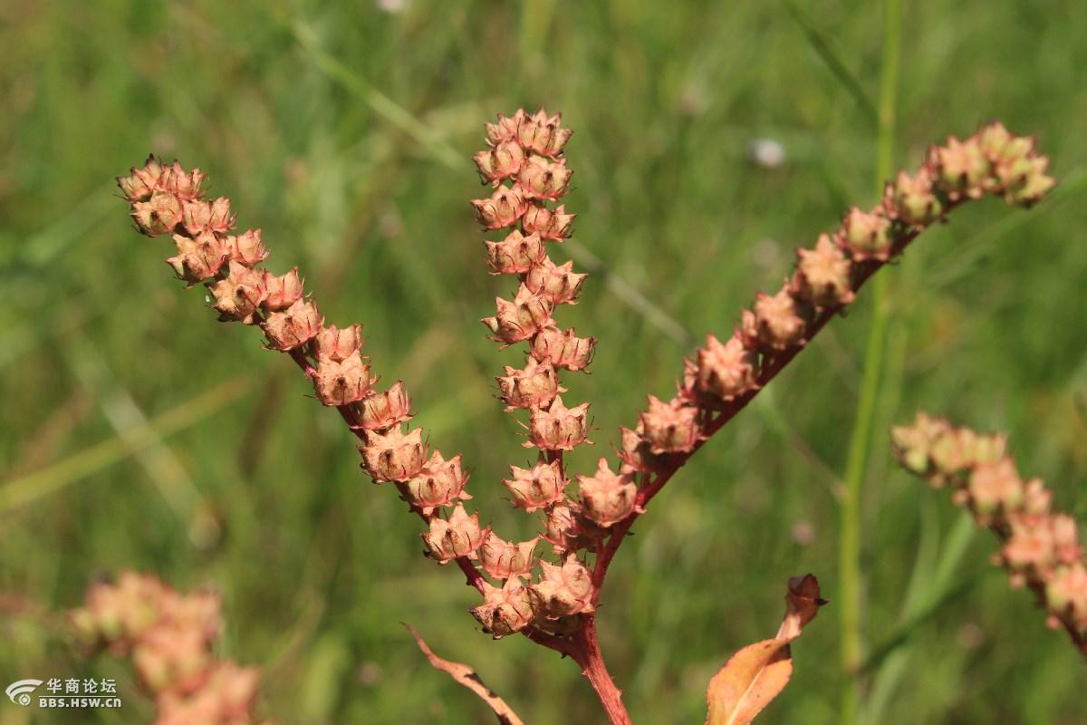 长知识水泽兰扯根菜