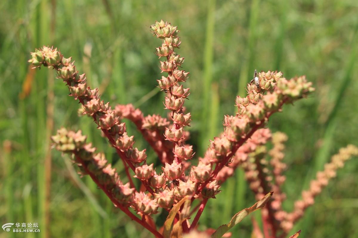 长知识水泽兰扯根菜