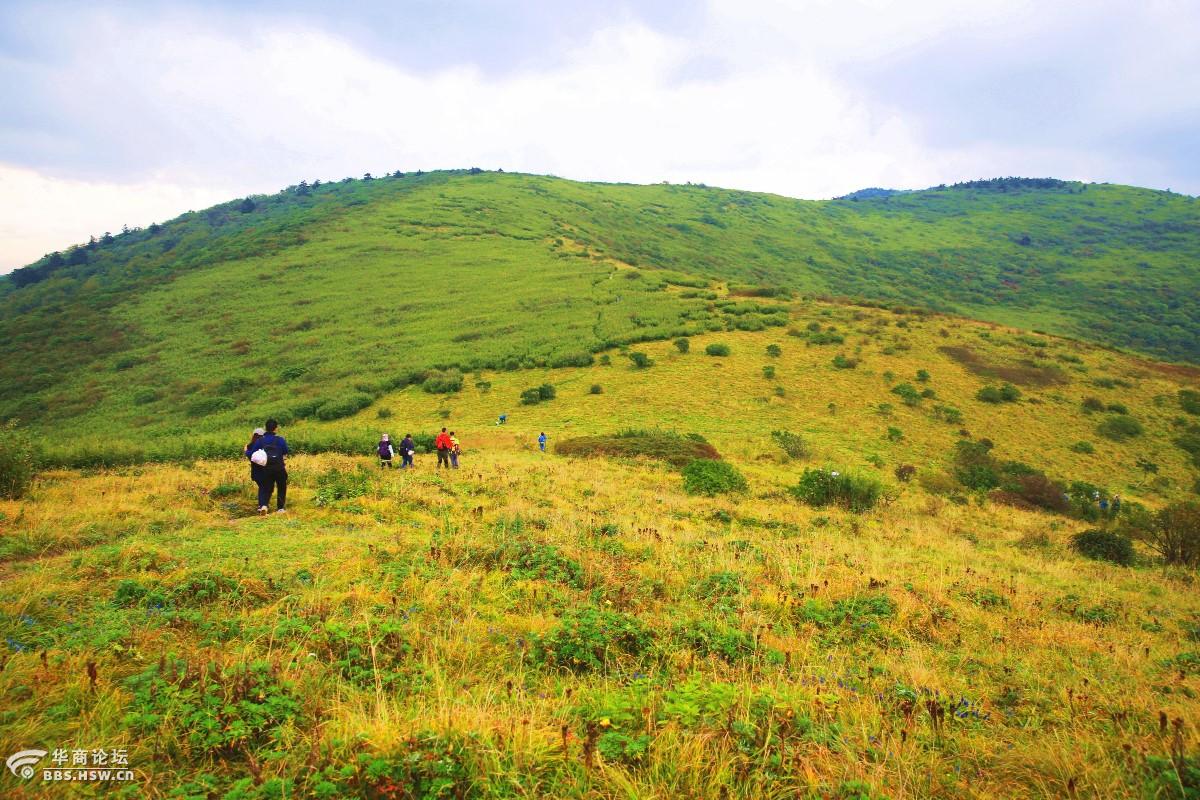 金秋醉美高山草甸