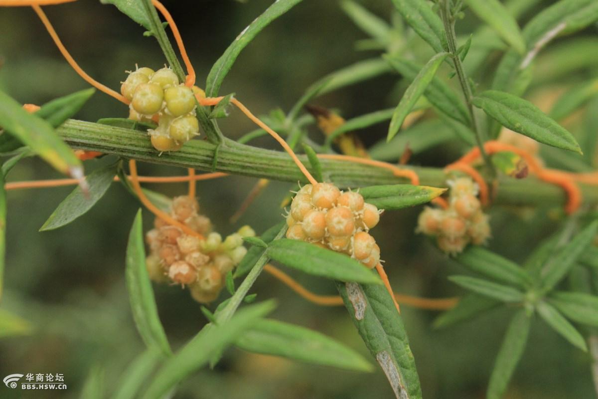 菟丝子的花和果看着也挺炫