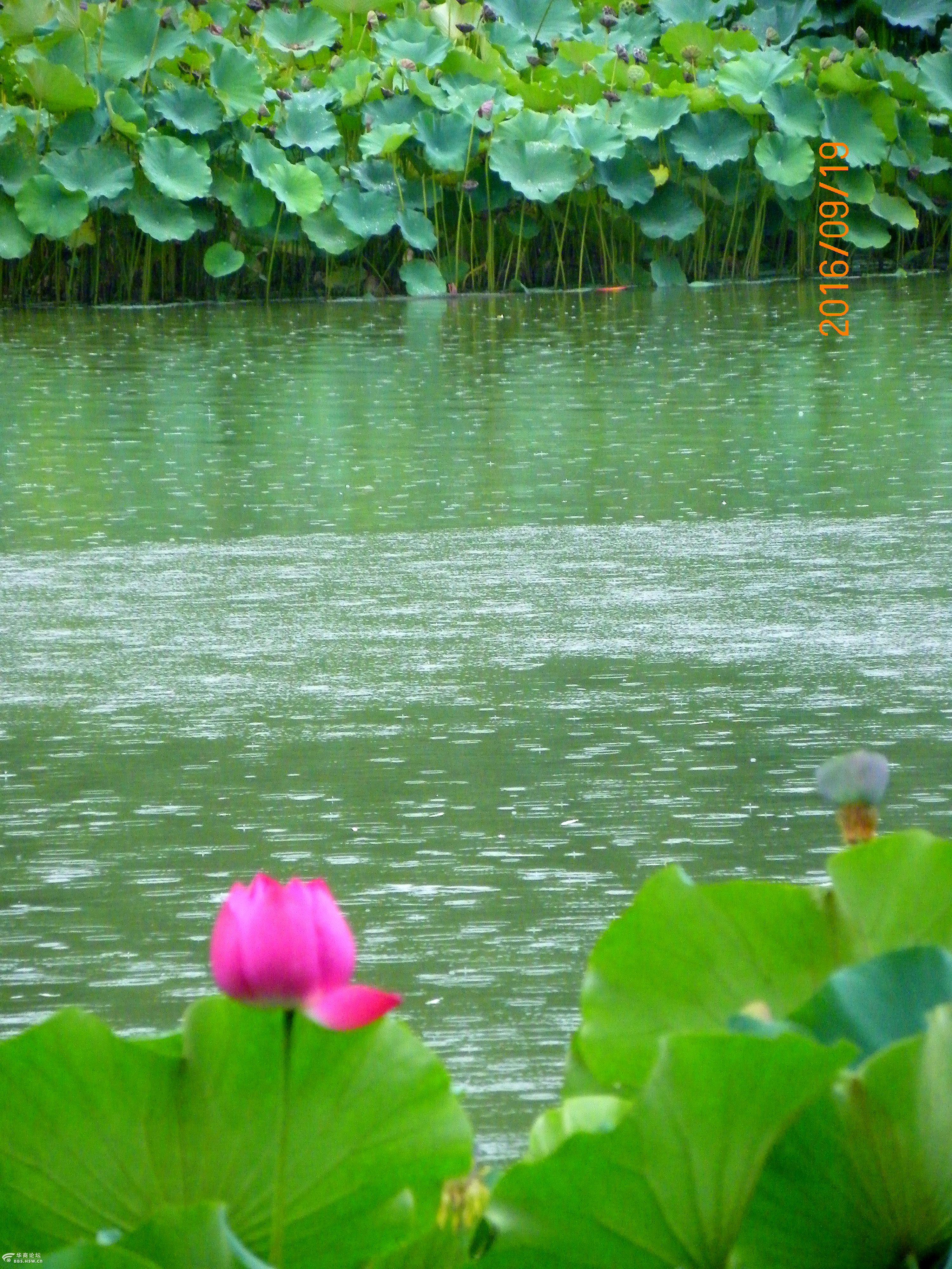 秋雨秋荷秋景美