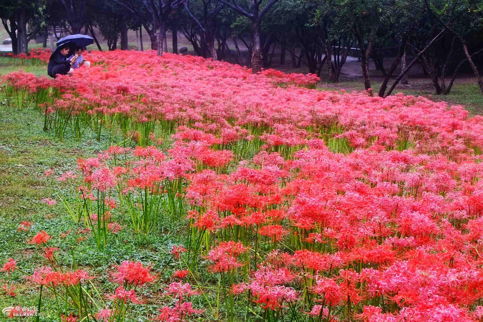 雨中的护城河石蒜花开红艳艳