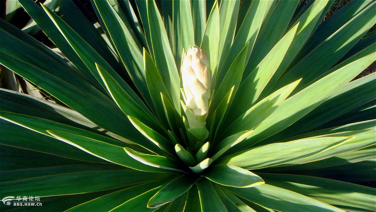 清香素雅的凤尾兰