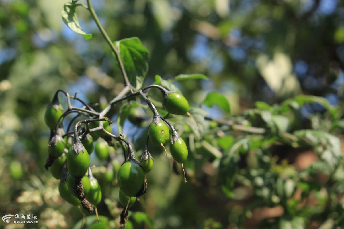 长知识青杞也叫蜀羊泉