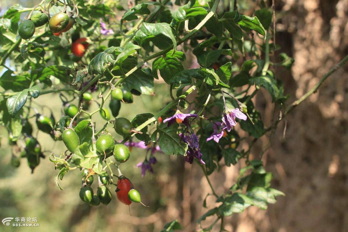 长知识青杞也叫蜀羊泉