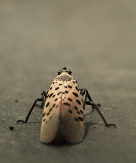颜值爆表的花媳妇竟然能吃让我先吐会儿