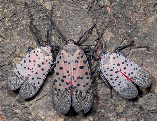 > 正文     "花媳妇"能吃是因为它外表看着像蛾子,其实人家也是蝉的一