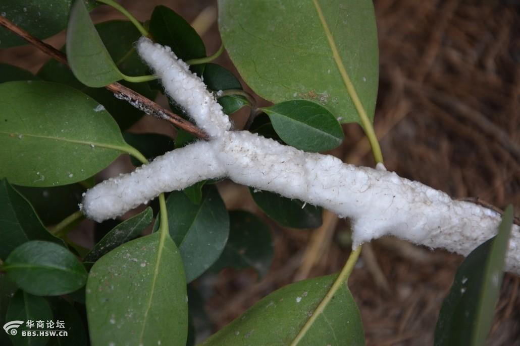 太神奇咸阳市的大叶女贞结出蜡花啦