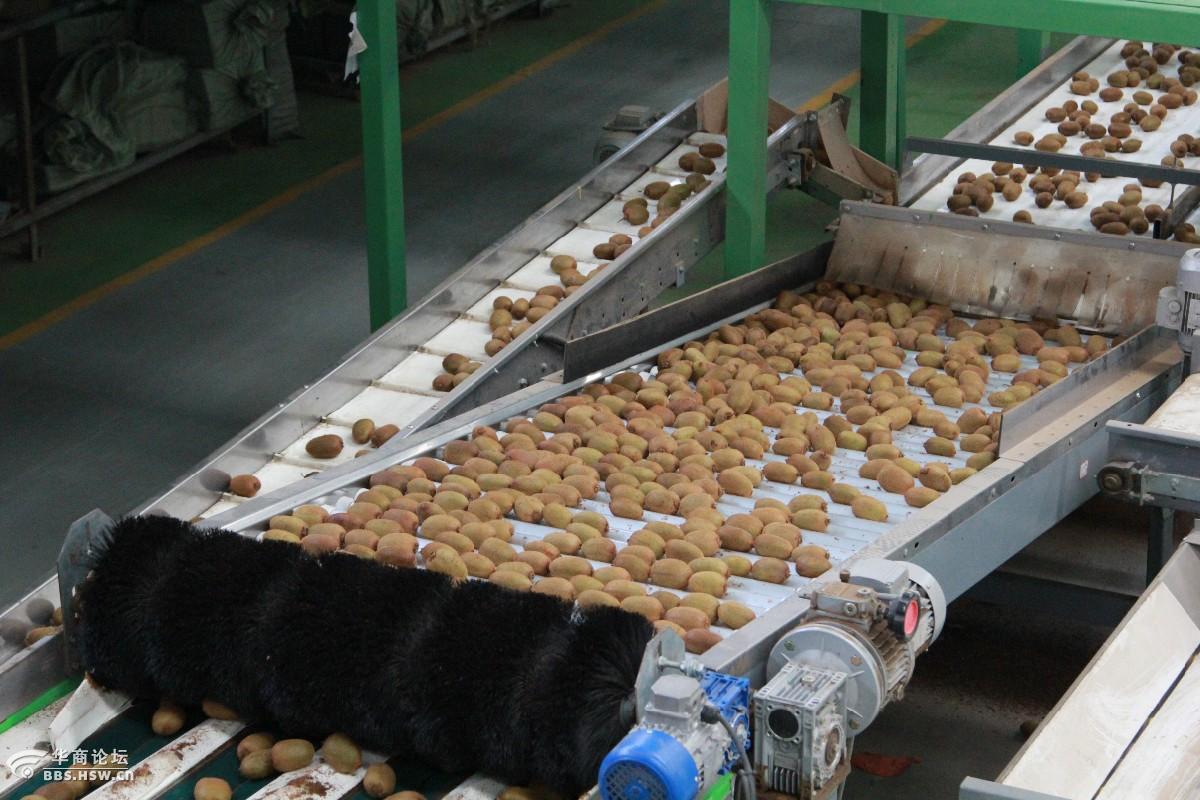 没见过吧看看猕猴桃果是如何机械化分拣的