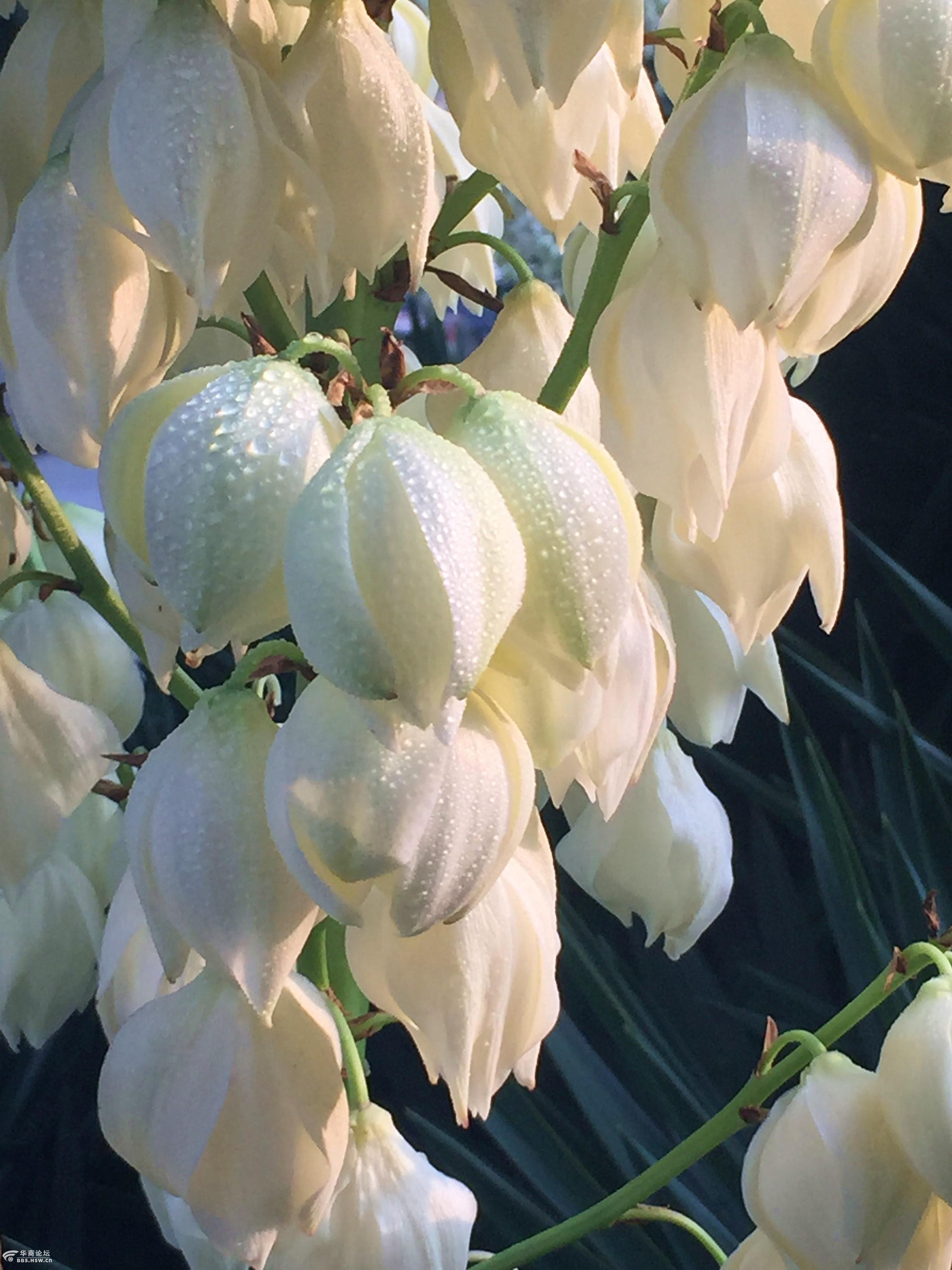 【手机片】盛开的凤尾兰