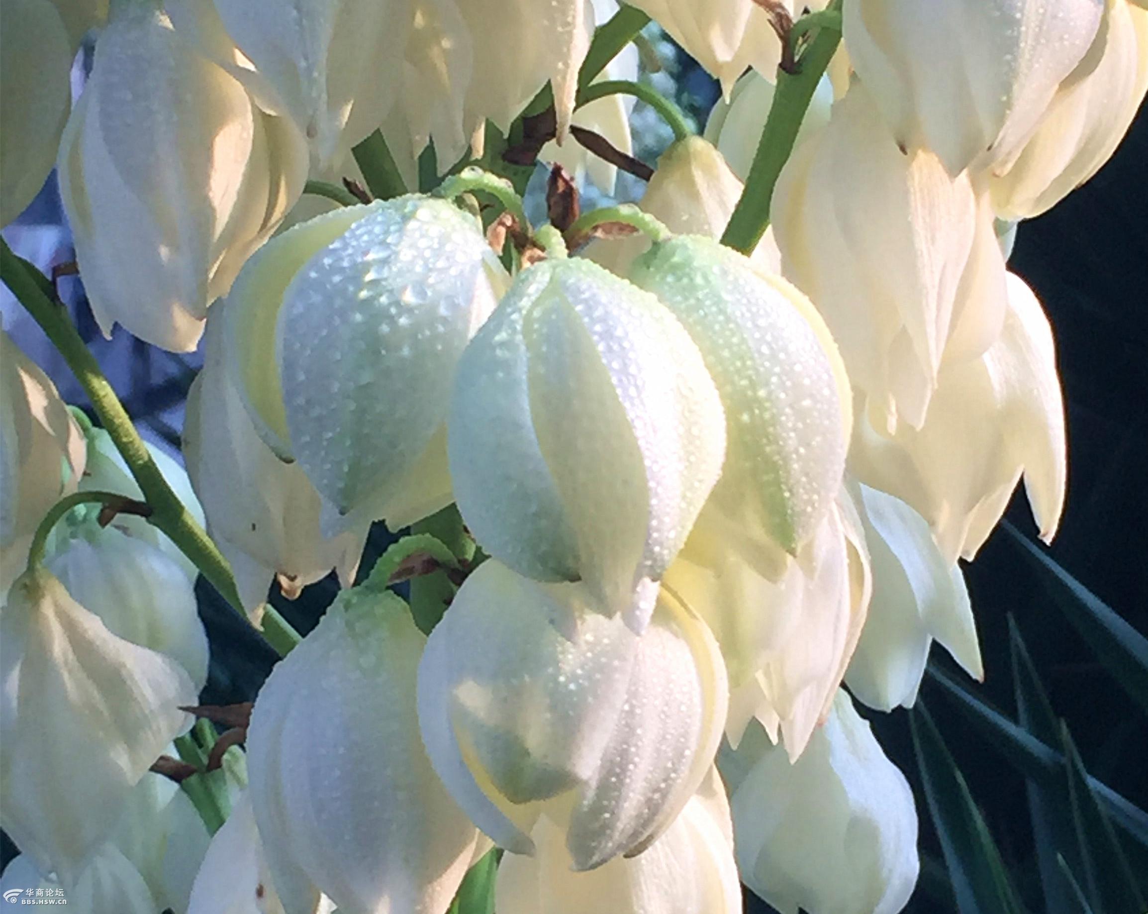 手机片盛开的凤尾兰