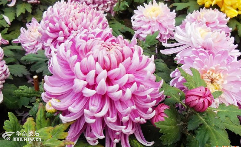 【森林狼户外】10月15/16连发十里花廊赏千亩菊花-金秋最美玉华宫休闲