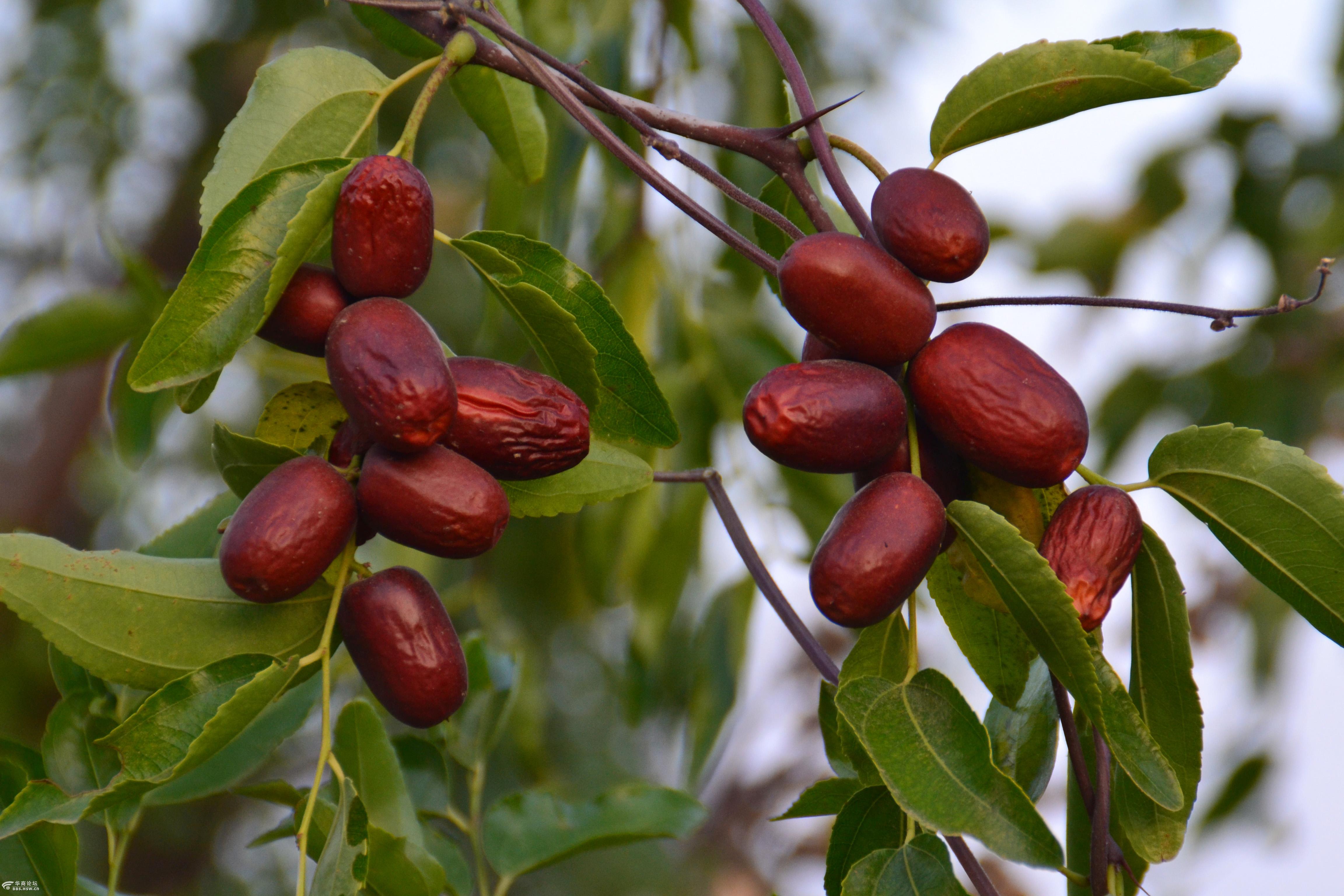 今年国庆去陕北采摘品尝了诱人的大红枣