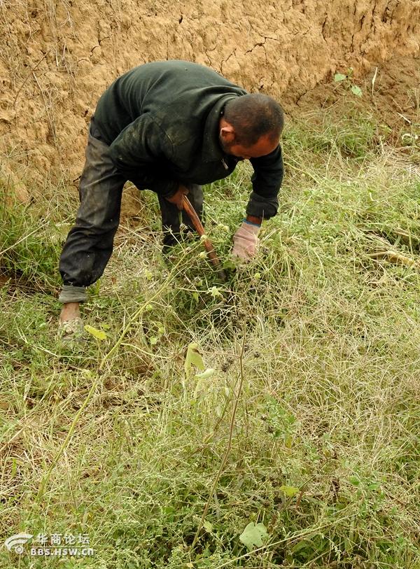 用镰刀割草的农民