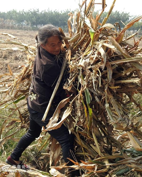 在田地劳动的农村妇女