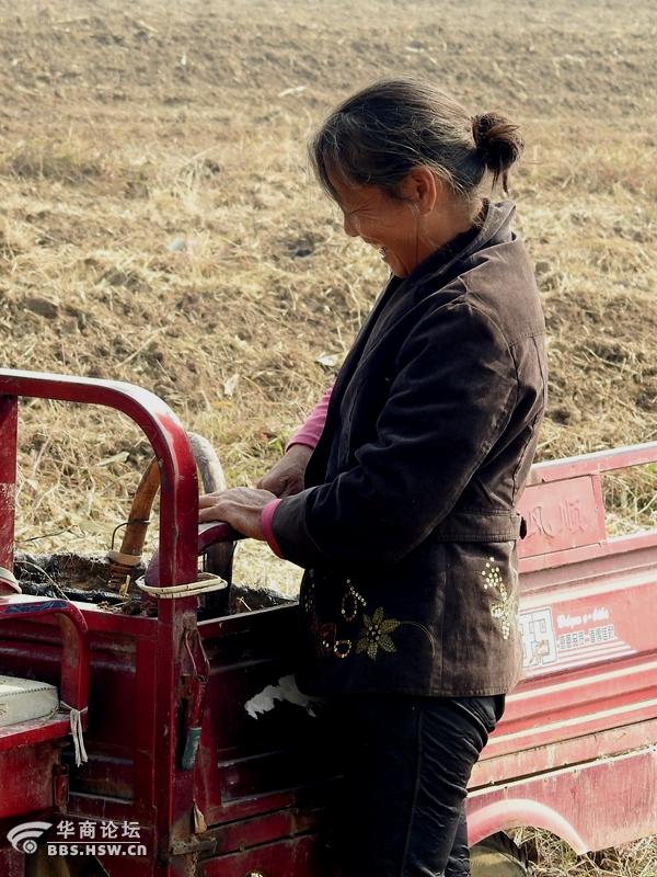 在田地劳动的农村妇女