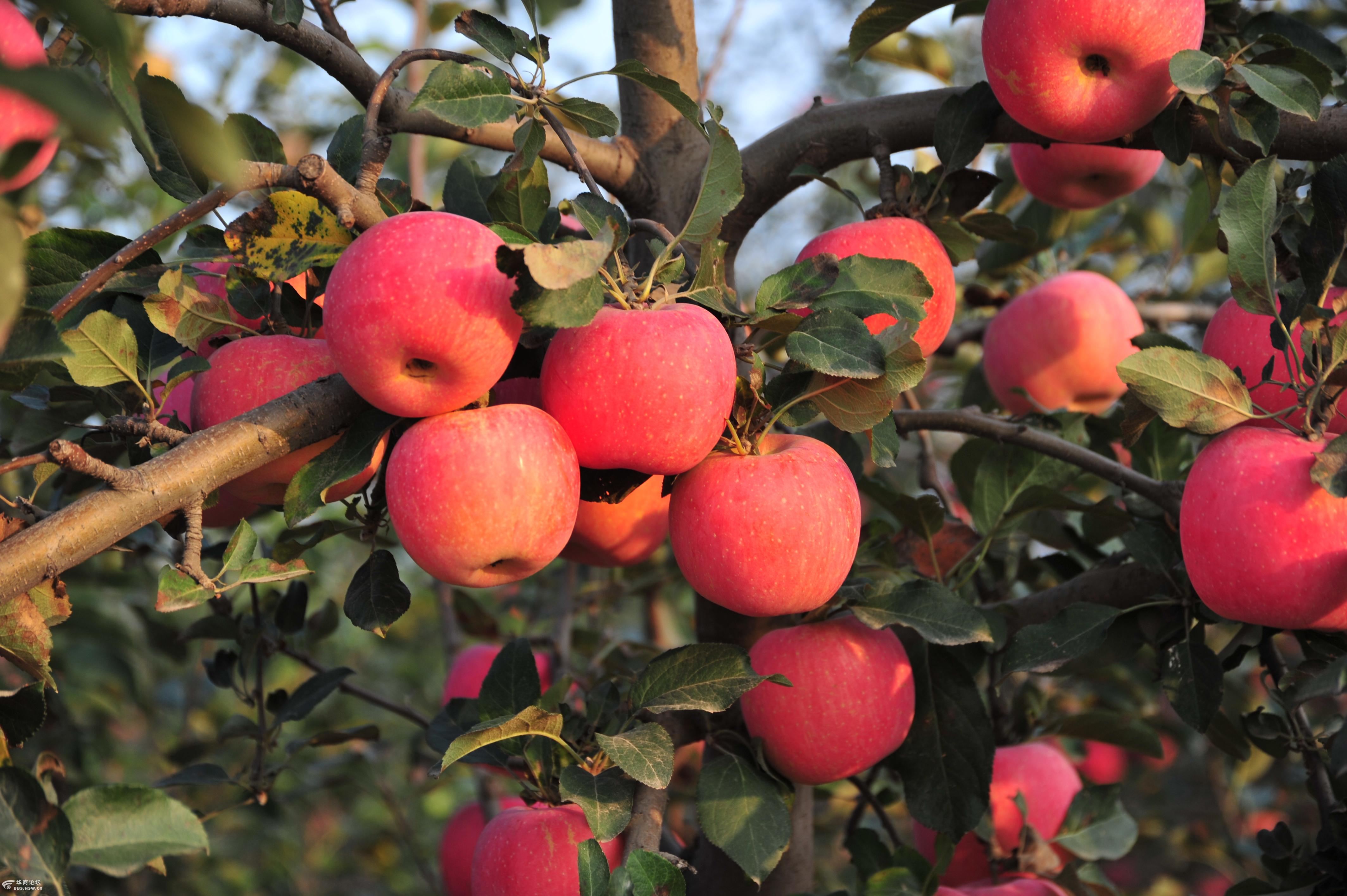 三原县苹果丰收盼客商