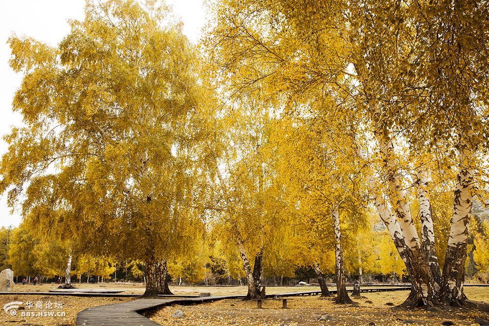 金黄的白桦林层层叠叠.挺拔的树杆向人们展示她美丽多情妖娆的一面.