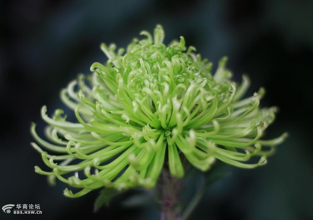 芙蓉园菊花婀娜俏惟美