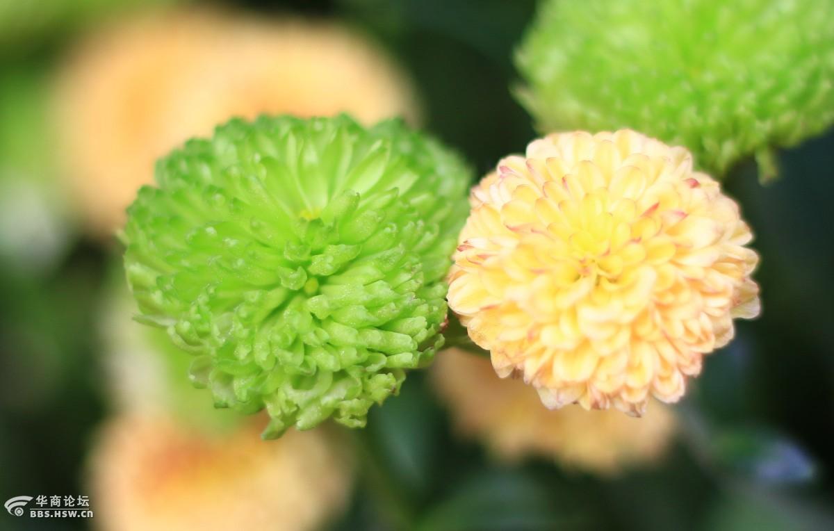 芙蓉园菊花婀娜俏惟美