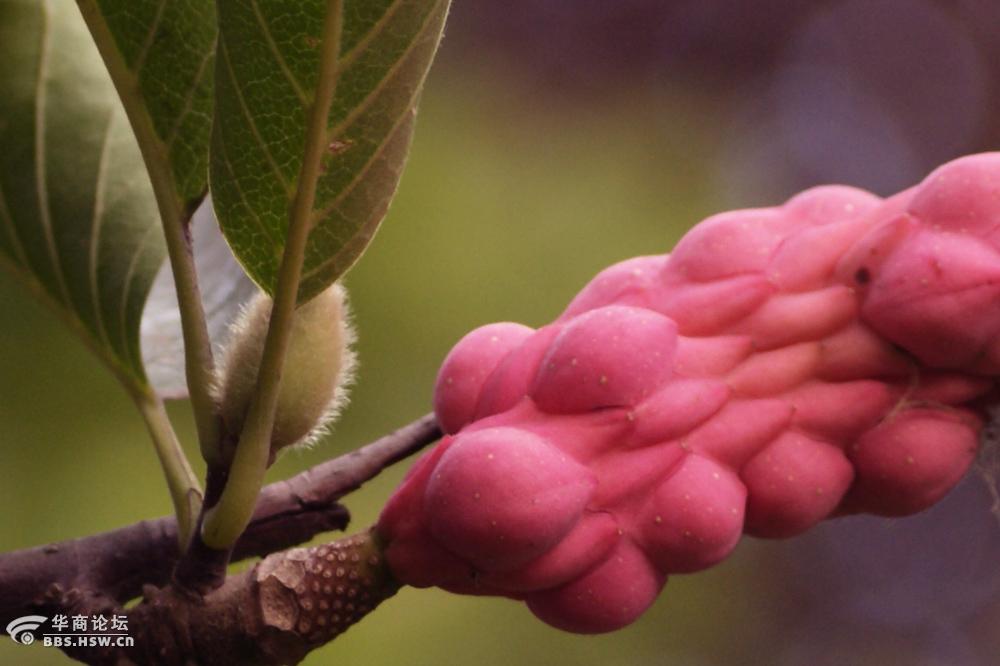 奇形怪状的玉兰果