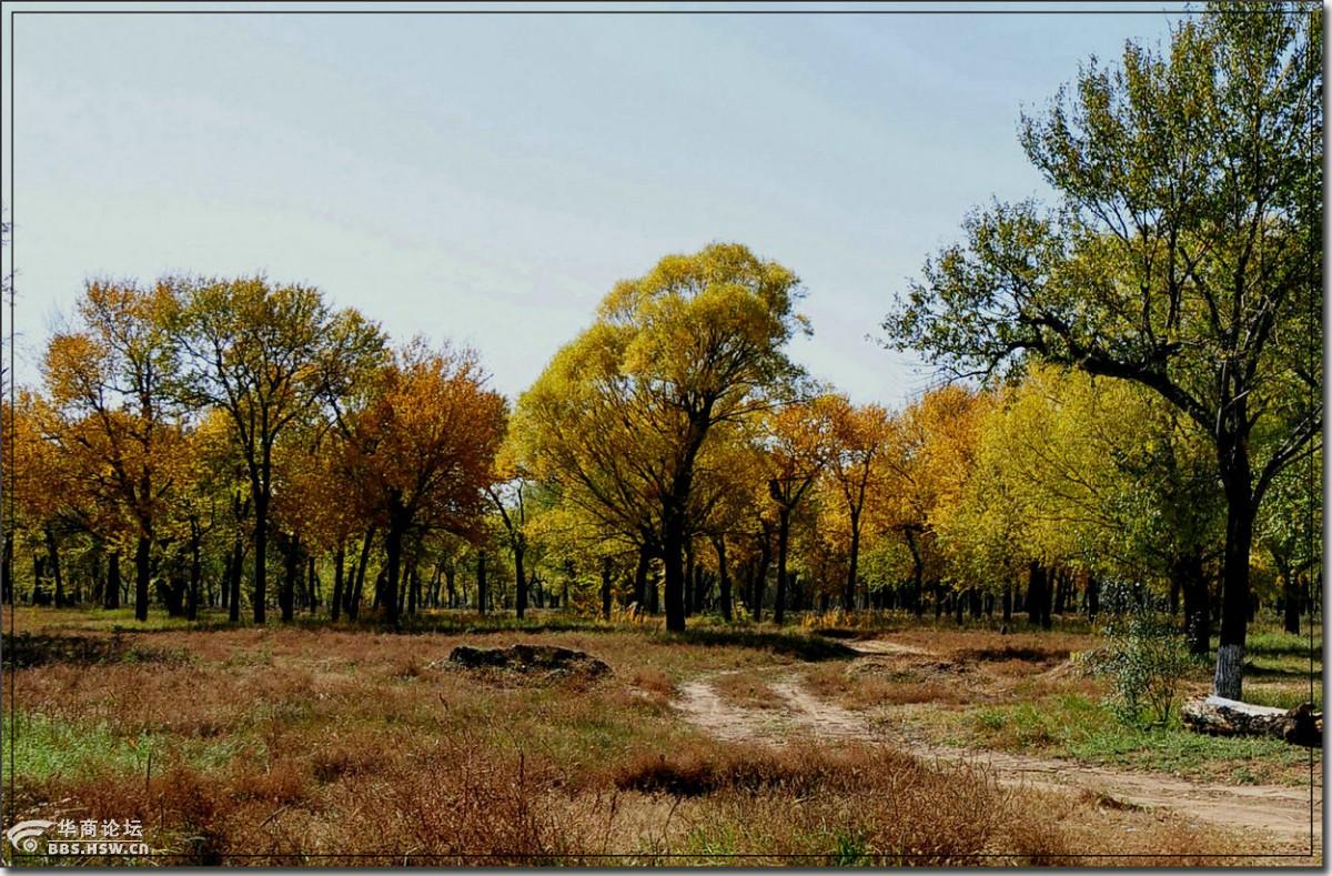 定边马莲滩——秋意浓