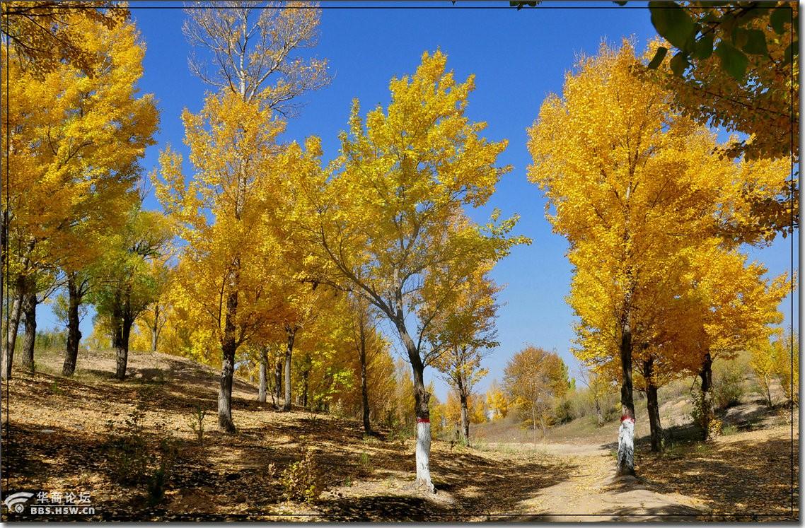 定边马莲滩秋意浓