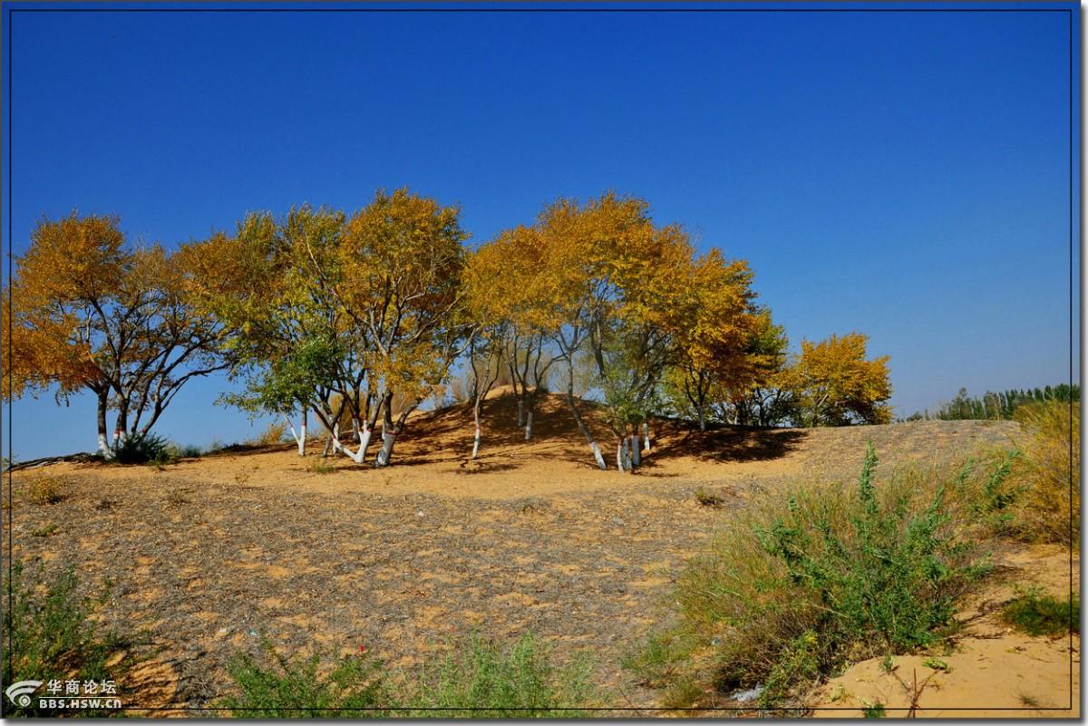 定边马莲滩——秋意浓